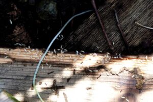 羽アリが繁殖させたシロアリの群れ