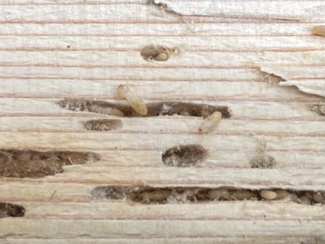 シロアリに被害を受けた木材で予防が大切なイメージ