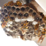 アシナガバチの巣