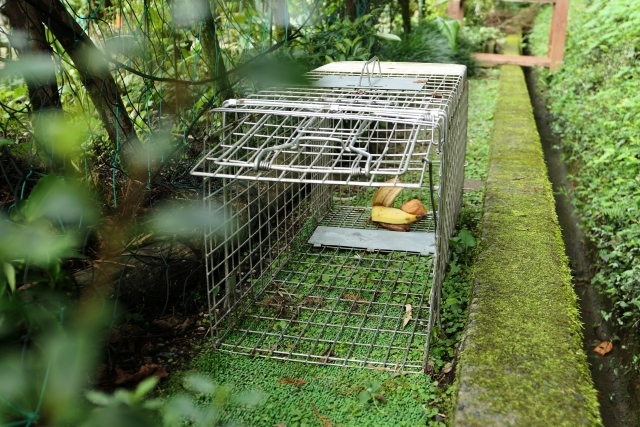 害獣駆除方法のひとつである箱型の罠