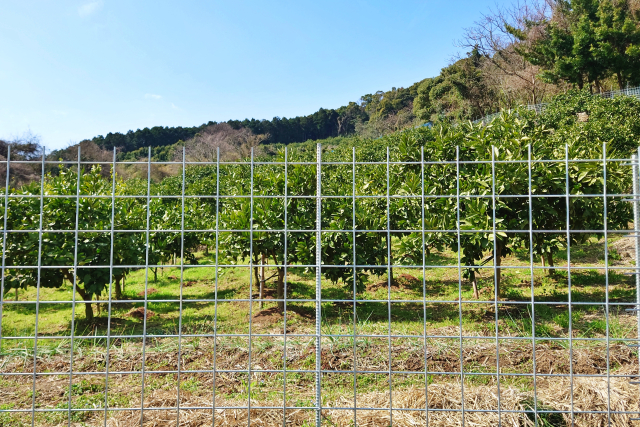 害獣予防として畑に張られた柵